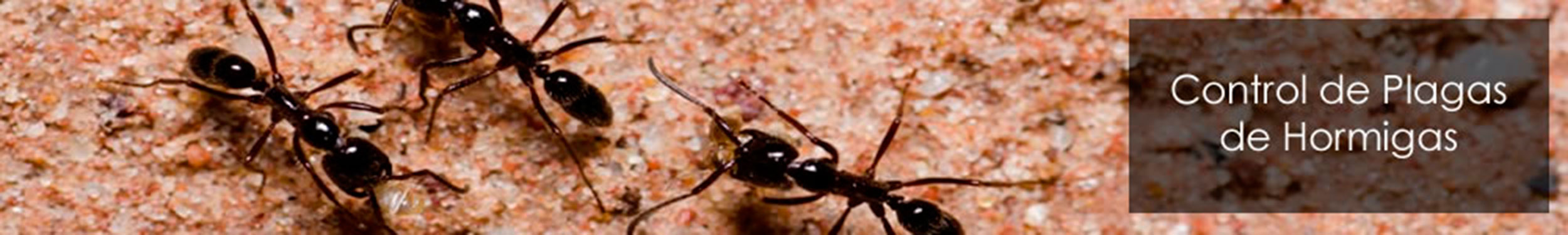 Empresa de control de plagas hormigas