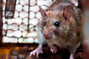 ¿Cómo saber si tengo ratas en casa? | Iluro Plagas Mataró