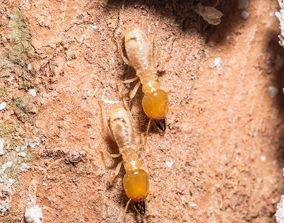 ¿Cómo saber si tienes termitas en casa?