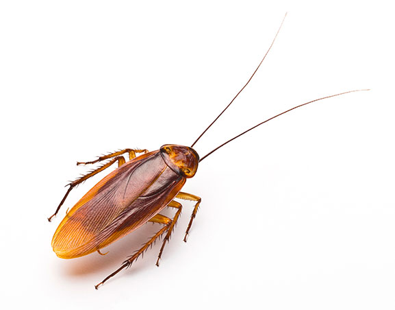 ¿Cómo Saber Si Tienes Cucarachas En Casa?