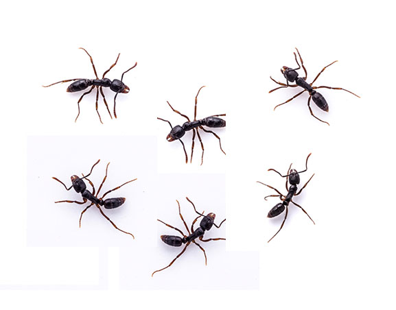 ¿Qué Hacer Si Tienes Hormigas en Casa?