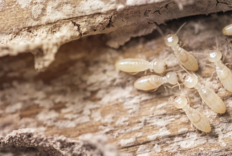 Cómo evitar que aparezcan termitas en la oficina