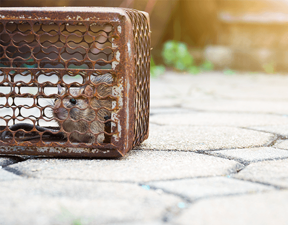 Desratización ante la presencia de roedores en una comunidad de vecinos