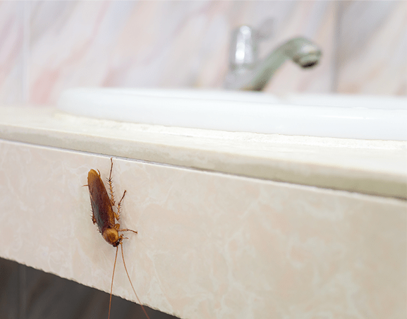 ¿Cómo Eliminar Una Plaga De Cucarachas En Una Comunidad De Propietarios De Mataró?