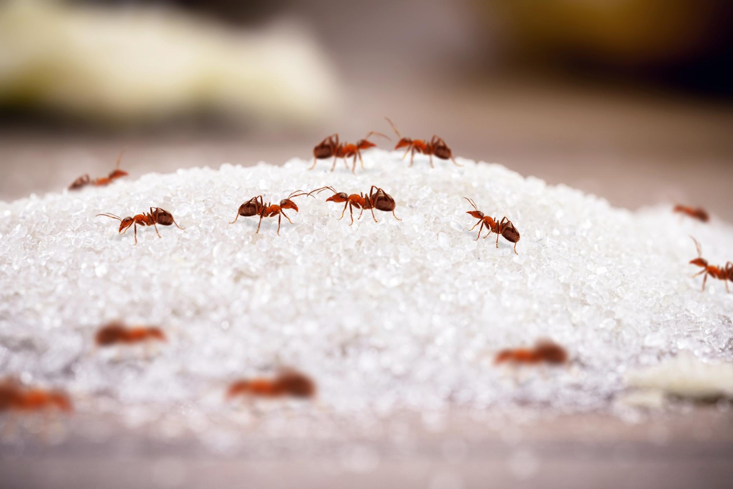 Hormigas En Casa Control De Plagas