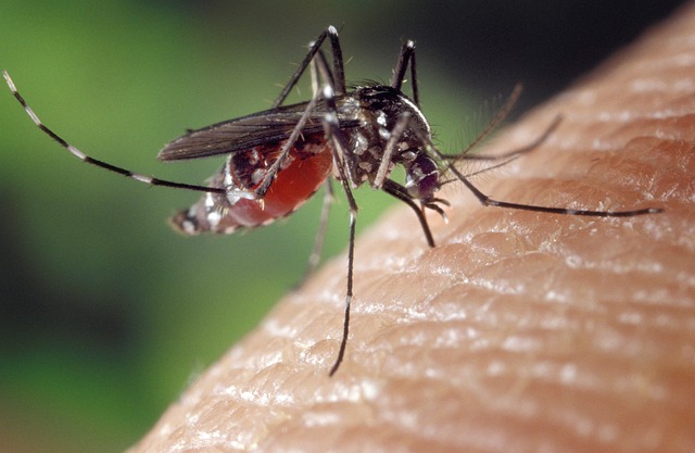 Mosquito Tigre En España: Un Enemigo Peligroso