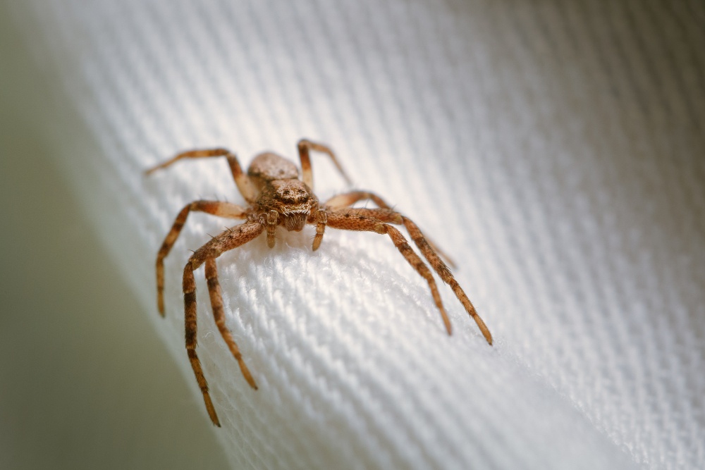 ¿Cómo detectar una plaga de arañas?