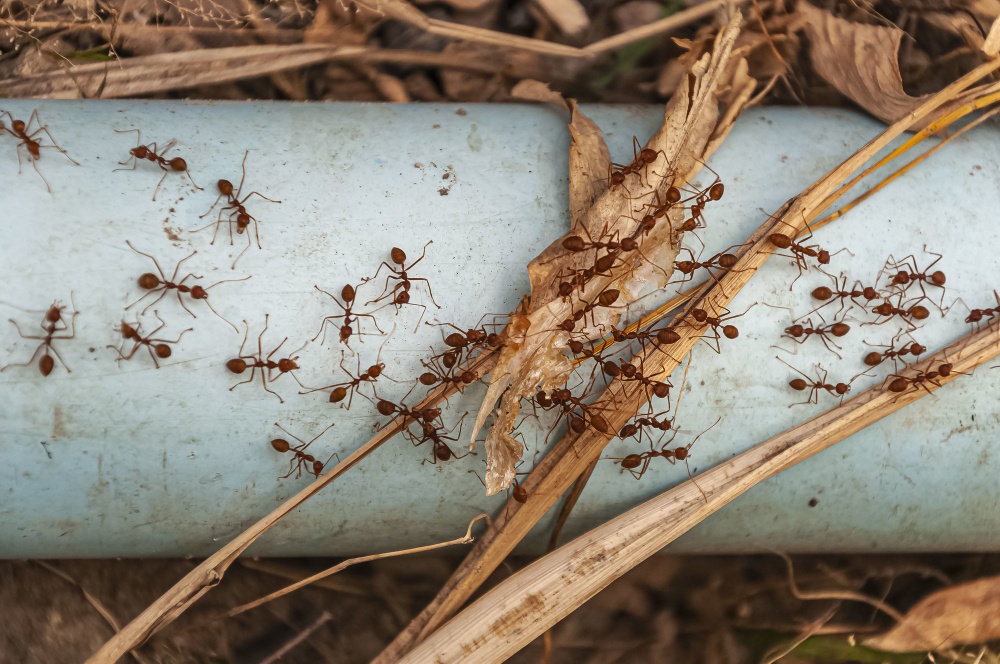 Reproducción de las hormigas. ¿Cómo influye en sus plagas?