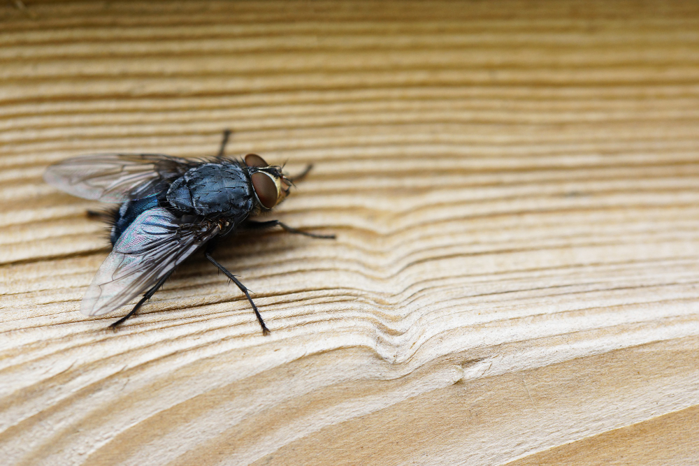 plaga mosca negra en España