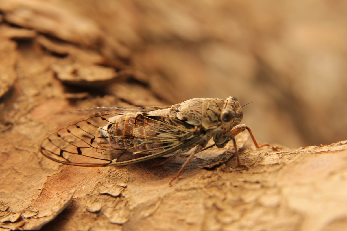 plaga-de-polillas