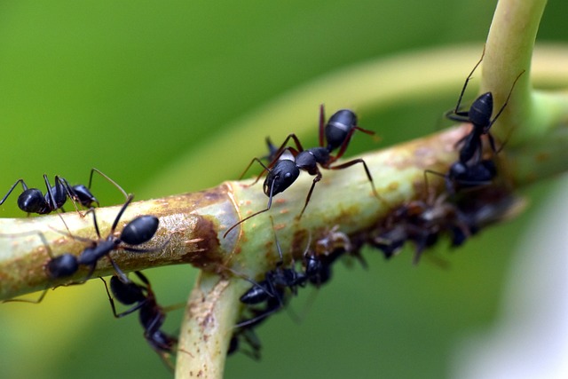 hormiga arriera