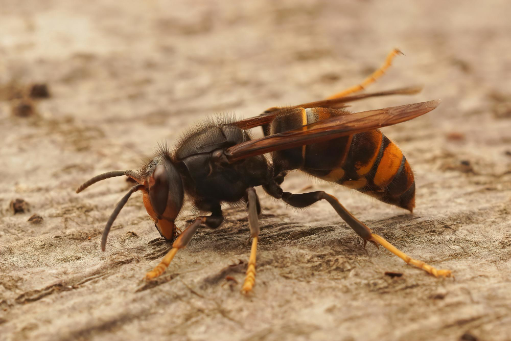 plaga avispa asiática