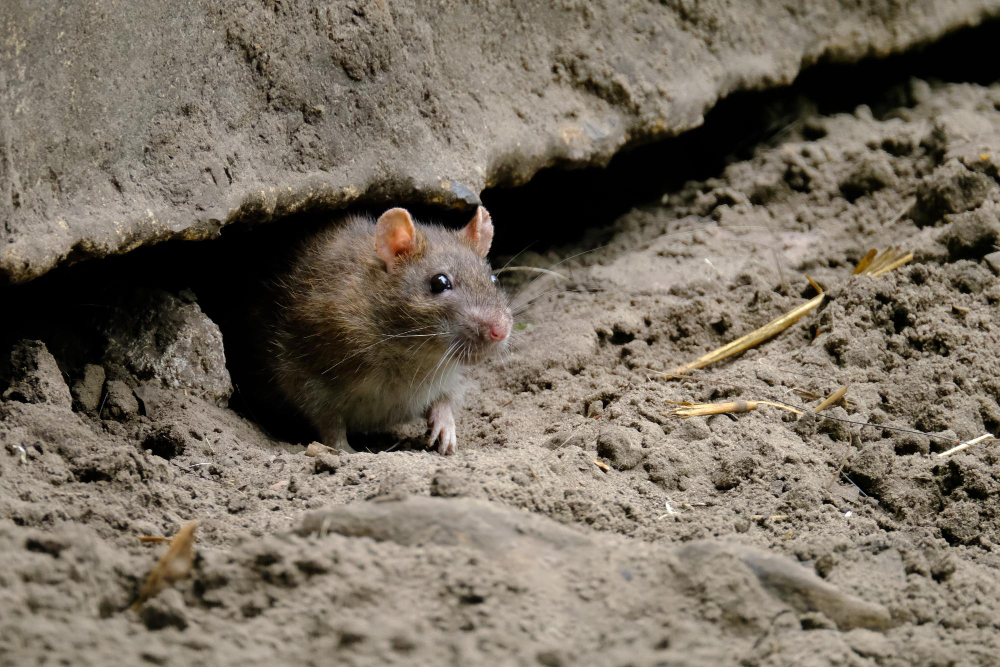 comportamiento invernal de las plagas